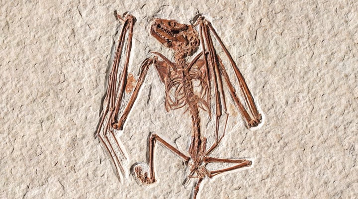 Mysterious Bat Skeleton | Earth Science Article for Students ...