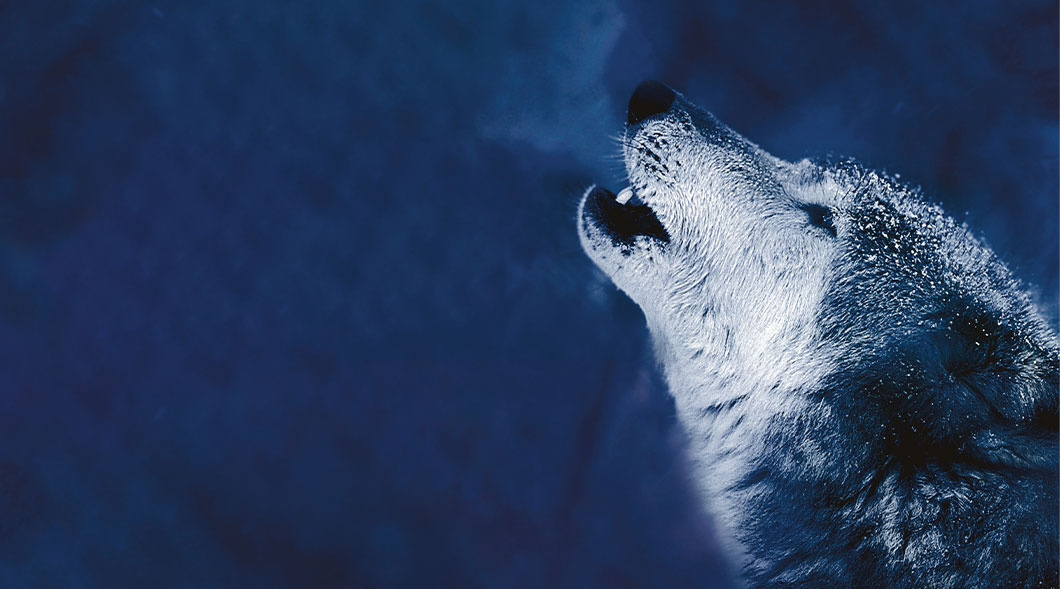 Photo of a wolf howling