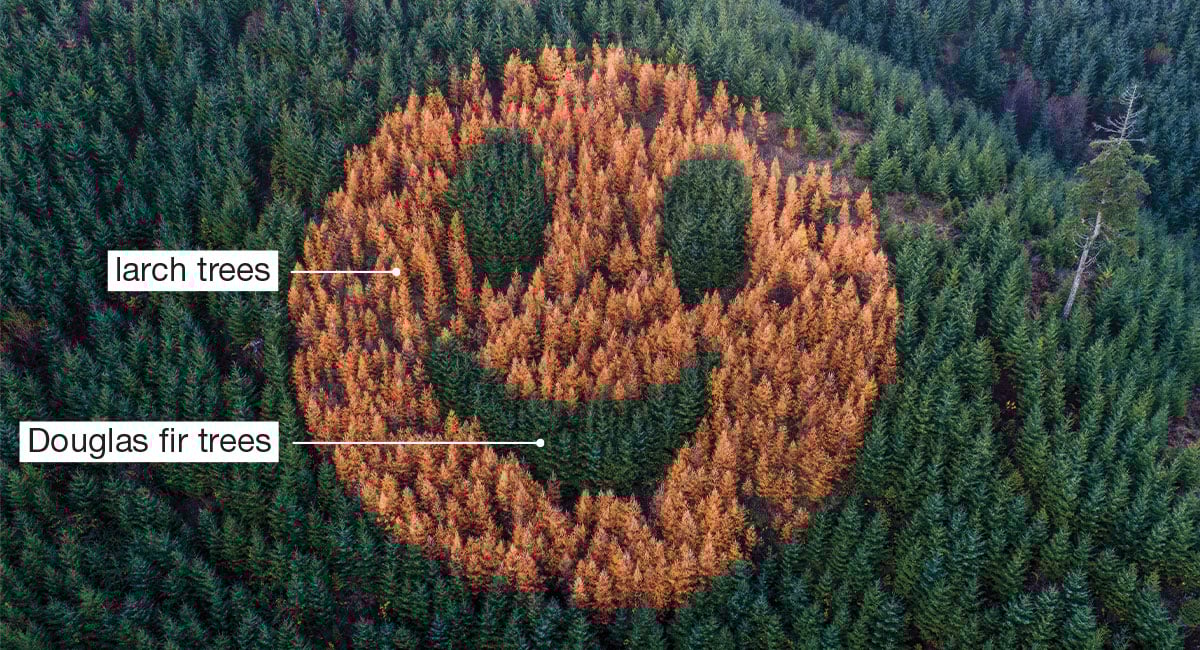 Aerial view image of a smiley face in a forest, showing larch and Douglas fir trees