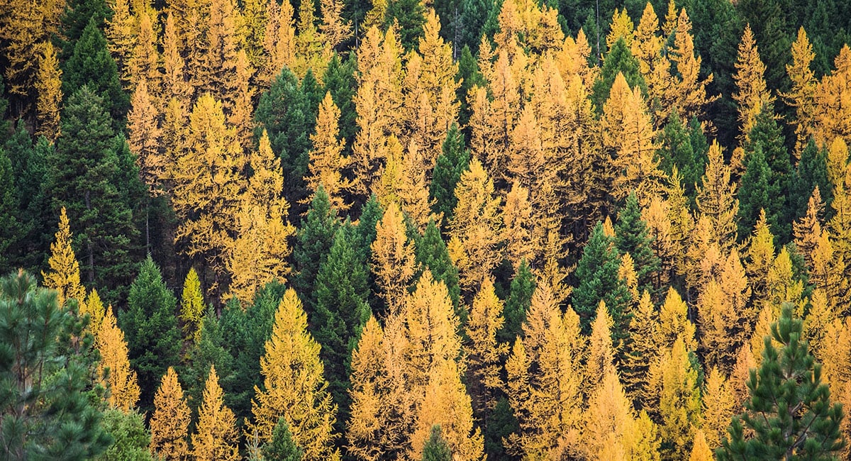 Image of yellow and green trees mixed together