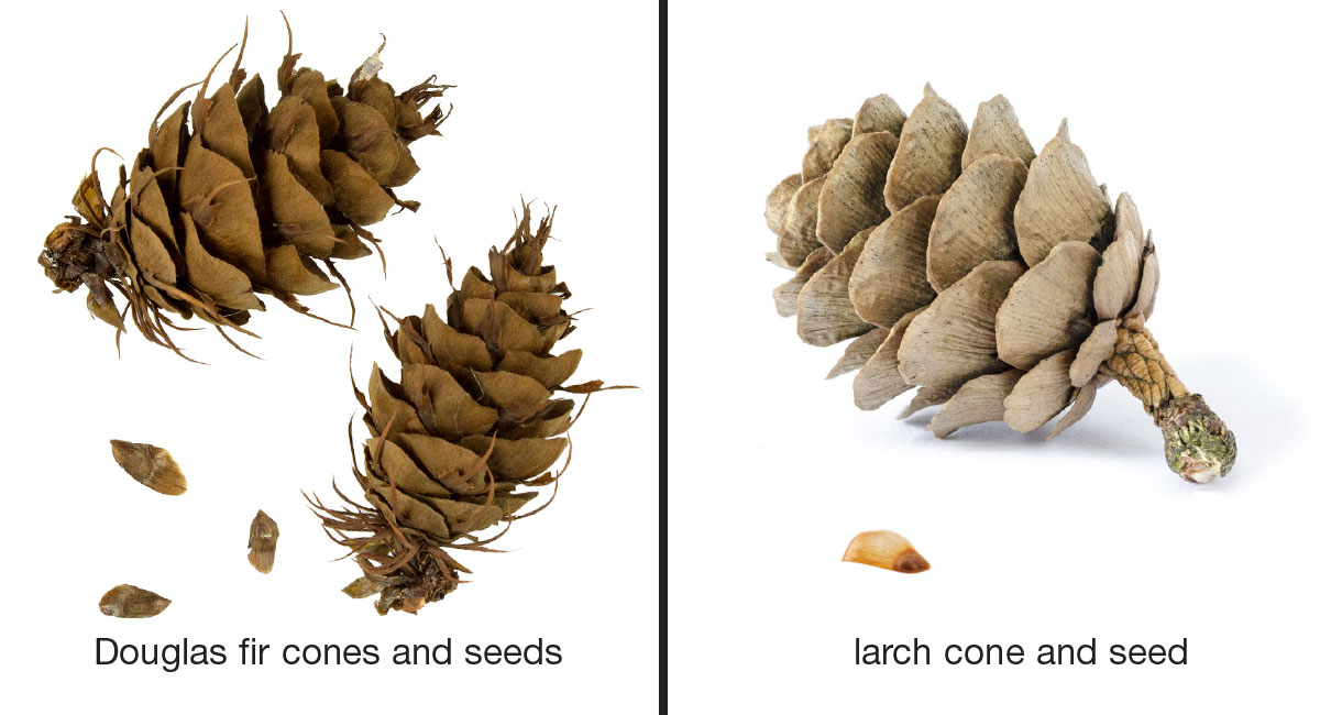 Image of Douglas fir cones and seeds & image of larch cone and seed