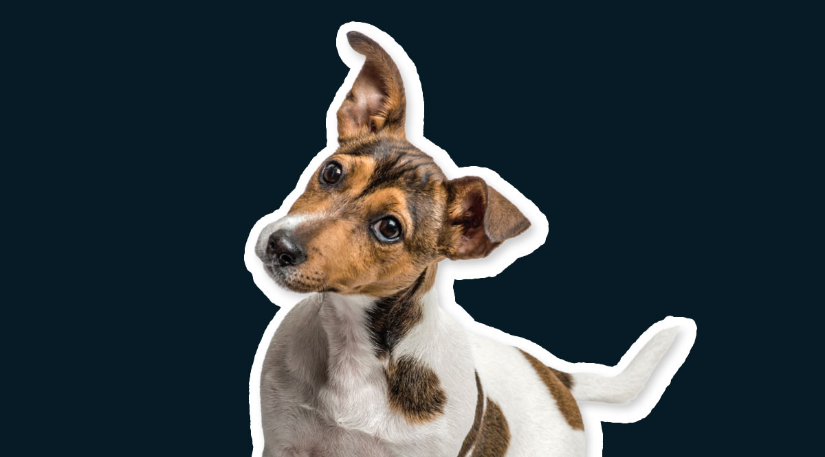 Image of a small dog
