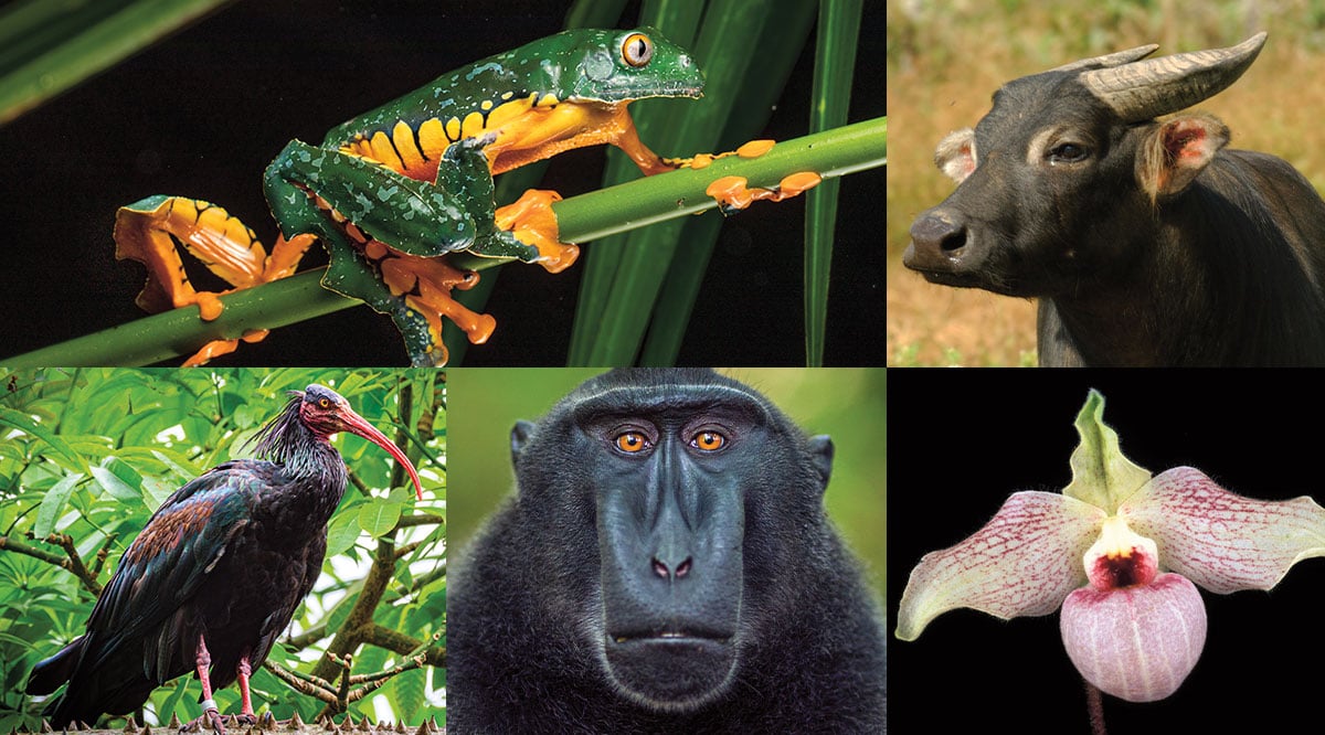 Image of five different living organisms