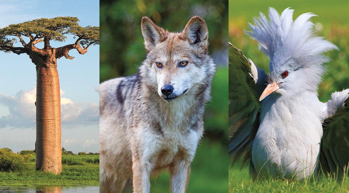 Image of a tall tree, wolf, and a bird
