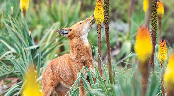 Pollinator Predators Pollinating Predators? Biology Article for Students | Scholastic ...
