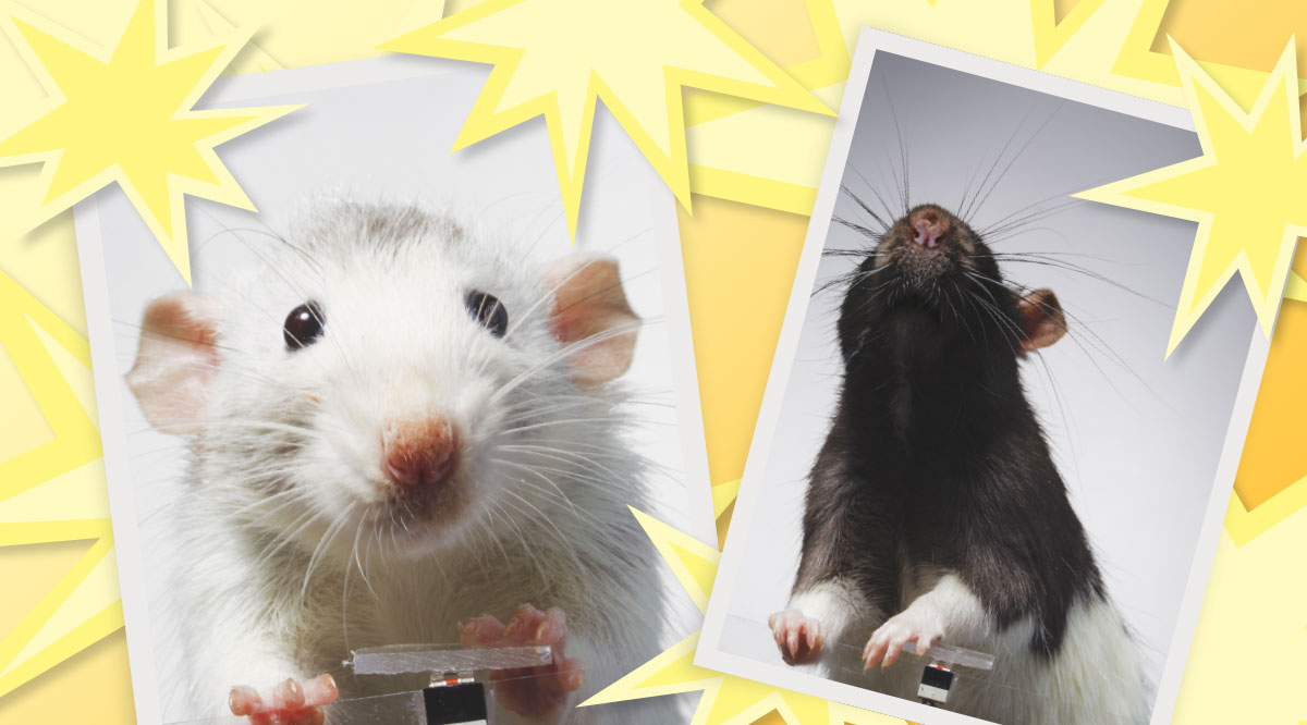 Two Pet Rats