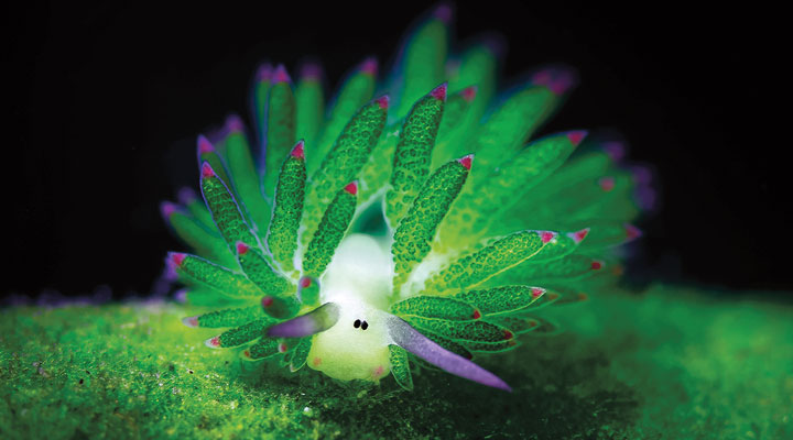 What in the World? | Science Article for Students | Scholastic Science ...