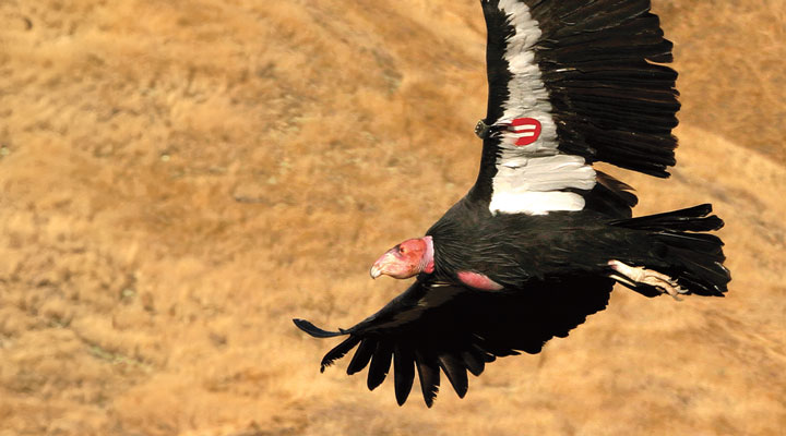 National Audubon - California Condor Narrated by Robert