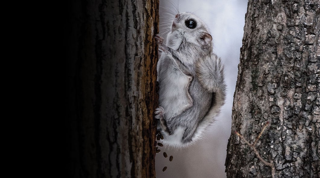 Image of small rodent creature defacating while climbing up tree