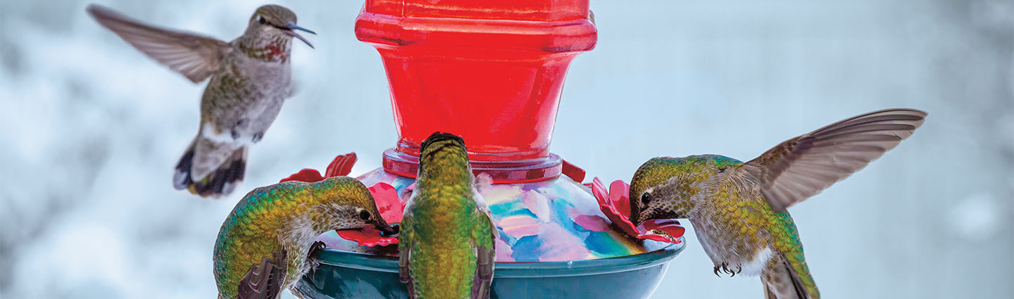 Four hummingbirds feeding at a red feeder with artificial flowers