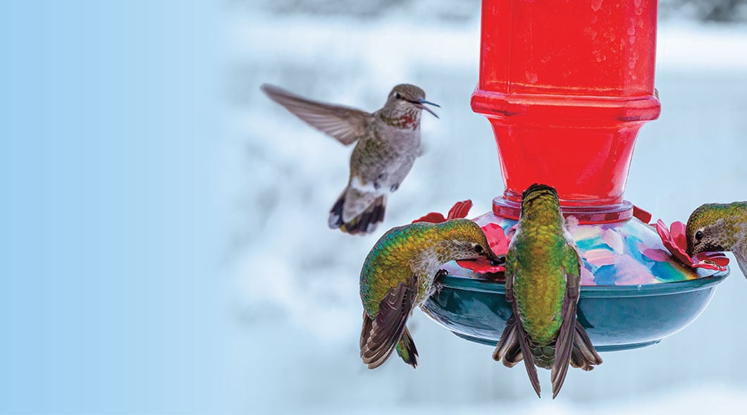 Four hummingbirds feeding at a red feeder with a snowy background