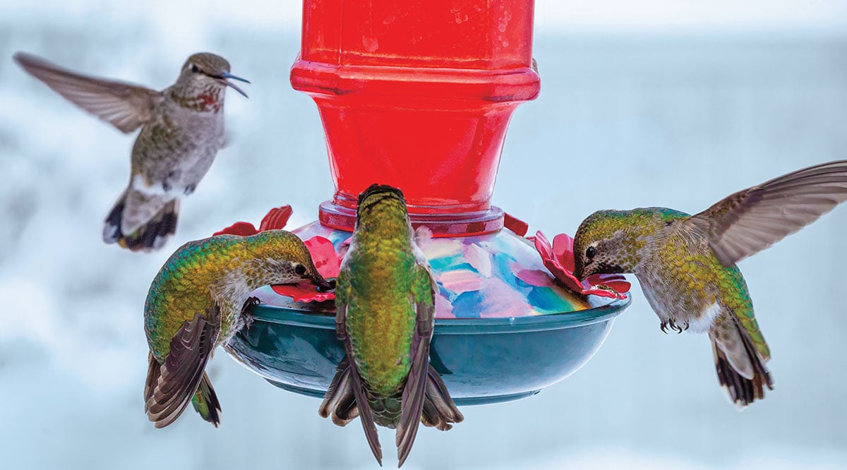 Four hummingbirds feeding at a red and blue feeder with artificial flowers