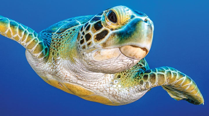 Sea Turtle Comeback | Biology Article for Students | Scholastic Science ...