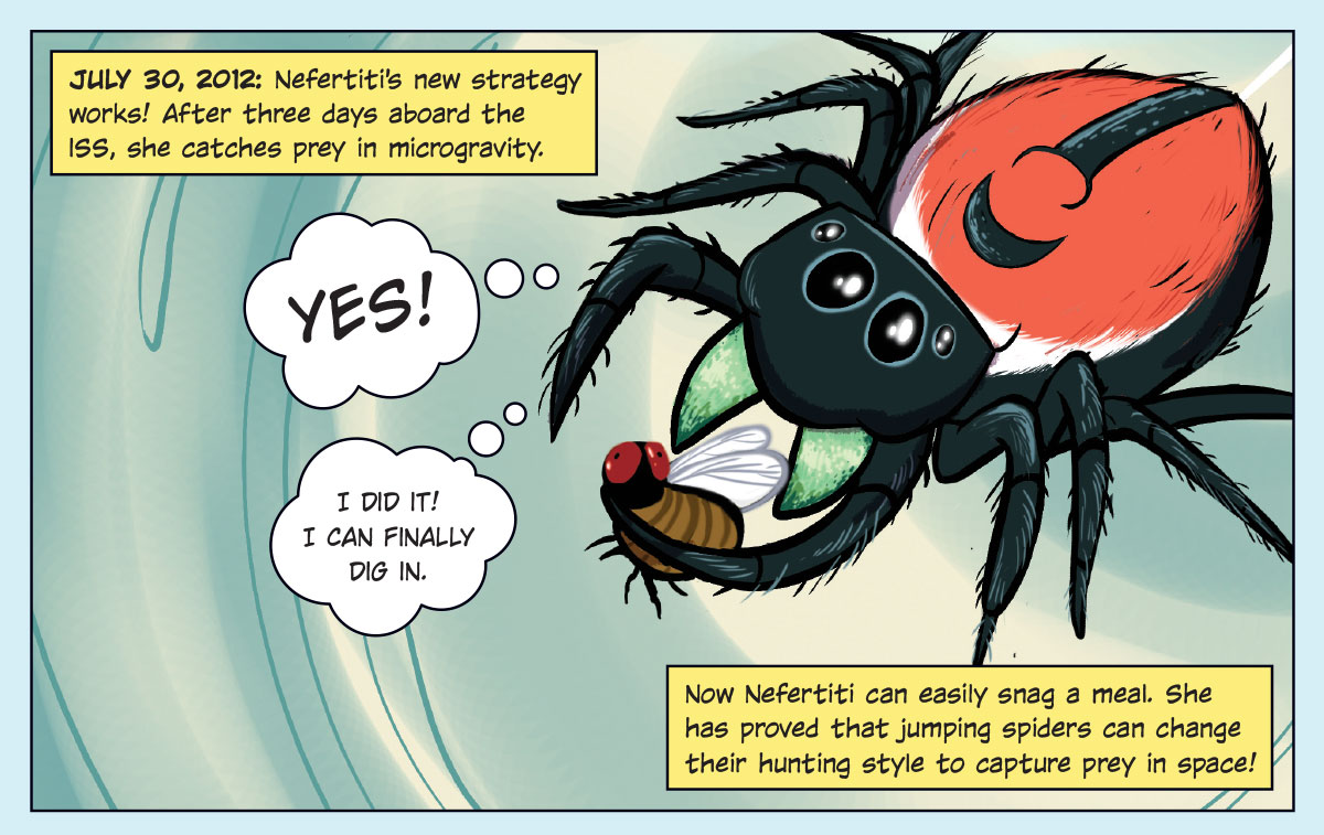 Spider in Space | Earth Science Article for Students | Scholastic