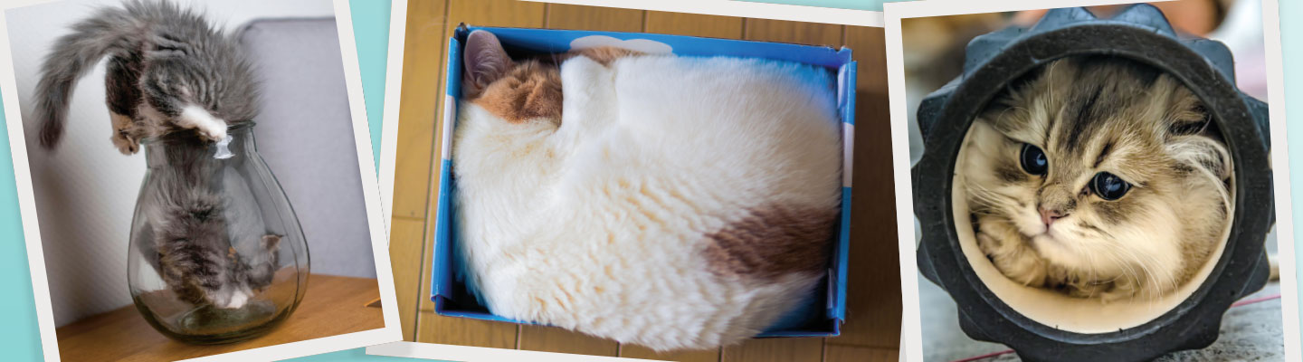 Three cats squeeze into small spaces: a glass vase, a cardboard box, and a round opening