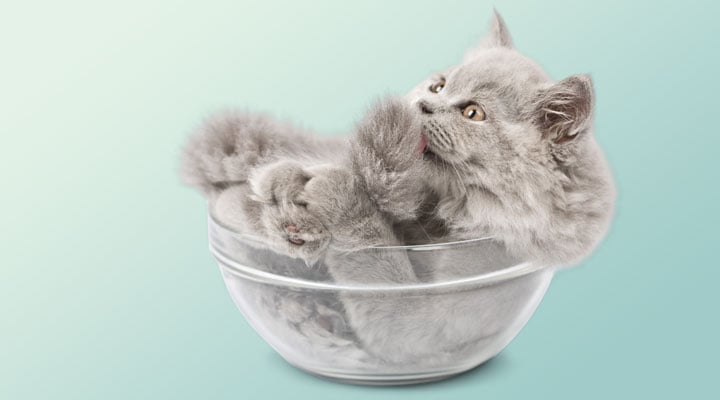 A small gray kitten sits curled inside a clear glass bowl with its paws raised
