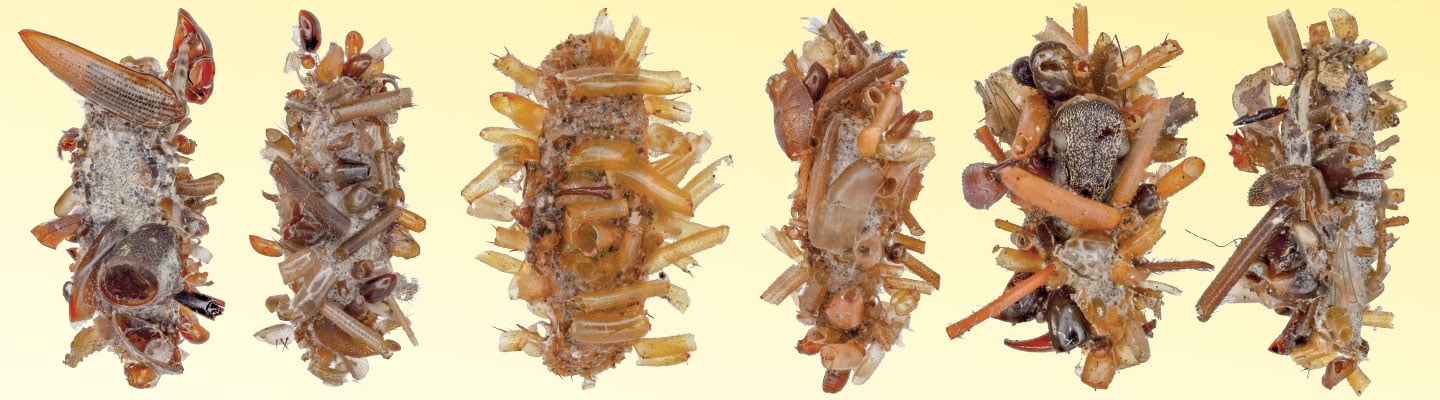 Six caddisfly larvae cases built from small shells, twigs, and organic debris