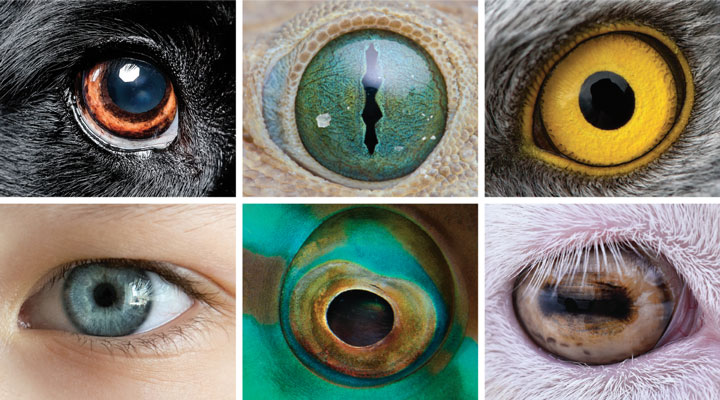 Close-up views of six different eyes from a dog, reptile, bird, human, fish, and rabbit