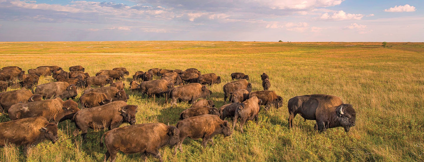 A large herd of bison grazes across an open prairie of golden grass under a wide cloudy sky