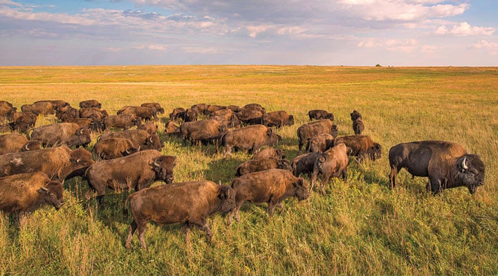 A herd of bison too many to count grazes across open grassland under a wide cloudy sky