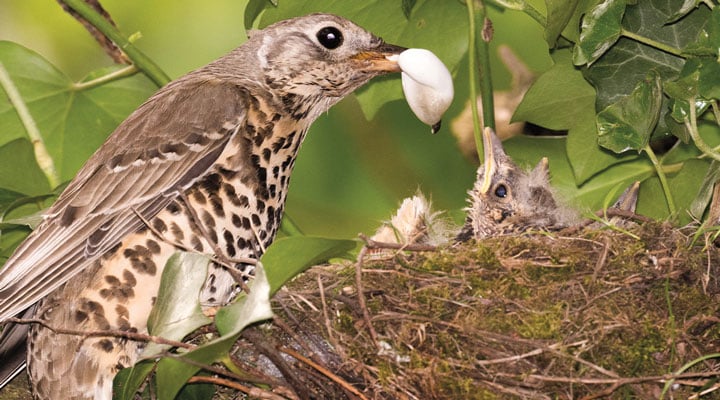 A spotted thrush holds a white sac in its beak beside a nest where a chick sits among ivy leaves