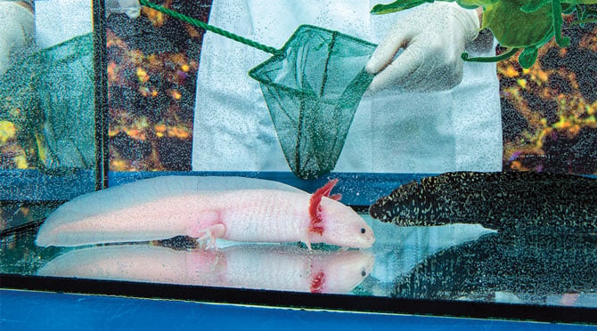 axoloyl fish net Invert Aquatics Soft Pellets for Axolotls Moist Sinking Diet for Axolotl, Newts, Salamanders & Other Small Amphibians Feed juveniles once per day Axolotl & Accessories | Aquatic