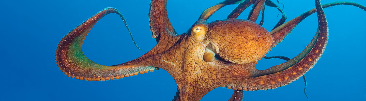 A red octopus swimming deep in the ocean
