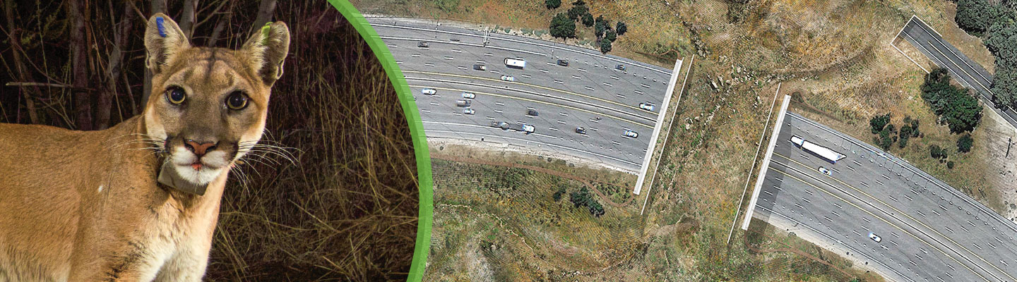 Image of a cougar and then an image of a wildlife path on top of a highway